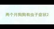 两个月狗狗有虫子症状