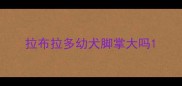 拉布拉多幼犬脚掌大吗