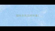 猫咪各类品种体重