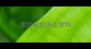 黑拉布拉多正常吗