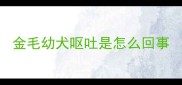 金毛幼犬呕吐是怎么回事