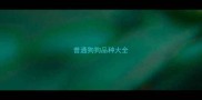 普通狗狗品种大全