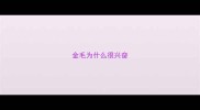 金毛为什么很兴奋