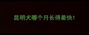 昆明犬哪个月长得最快