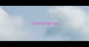 小狗不吃不拉不吐