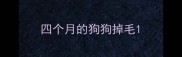 四个月的狗狗掉毛