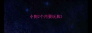 小狗2个月要玩具