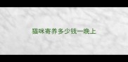 猫咪寄养多少钱一晚上