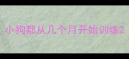 小狗都从几个月开始训练