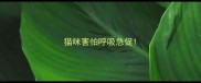 猫咪害怕呼吸急促