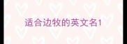 适合边牧的英文名
