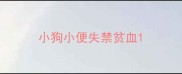 小狗小便失禁贫血