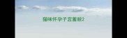 猫咪怀孕子宫蓄脓
