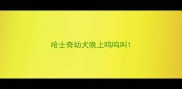 哈士奇幼犬晚上呜呜叫