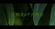 比熊犬6个月照片