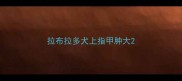 拉布拉多犬上指甲肿大