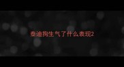泰迪狗生气了什么表现