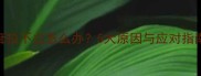 哈士奇耳朵突然耷拉不立怎么办5大原因与应对指南附急救措施