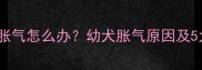 刚出生小狗胀气怎么办幼犬胀气原因及5大解决方法