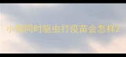 小狗同时驱虫打疫苗会怎样