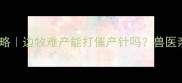 边牧生产催产针全攻略边牧难产能打催产针吗兽医亲授正确操作指南