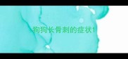 狗狗长骨刺的症状