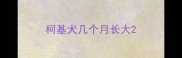 柯基犬几个月长大