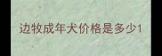 边牧成年犬价格是多少