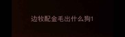 边牧配金毛出什么狗