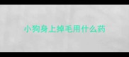 小狗身上掉毛用什么药