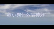 养小狗什么品种好