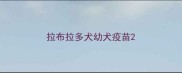 拉布拉多犬幼犬疫苗