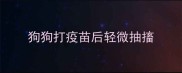 狗狗打疫苗后轻微抽搐