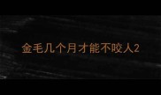 金毛几个月才能不咬人