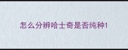 怎么分辨哈士奇是否纯种