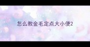 怎么教金毛定点大小便