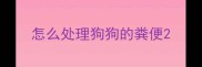 怎么处理狗狗的粪便