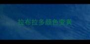 拉布拉多颜色变黄