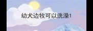 幼犬边牧可以洗澡