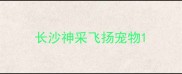 长沙神采飞扬宠物
