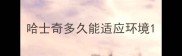 哈士奇多久能适应环境