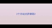 2个月幼犬萨摩耶