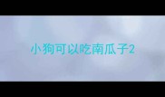 小狗可以吃南瓜子