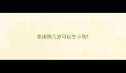 泰迪狗几岁可以生小狗
