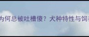 哈士奇为何总被吐槽傻犬种特性与饲养指南