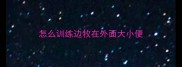 怎么训练边牧在外面大小便