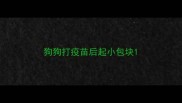 狗狗打疫苗后起小包块