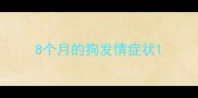 8个月的狗发情症状