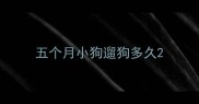 五个月小狗遛狗多久