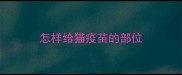 怎样给猫疫苗的部位